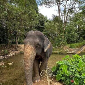 Thaise Olifant Flupi
