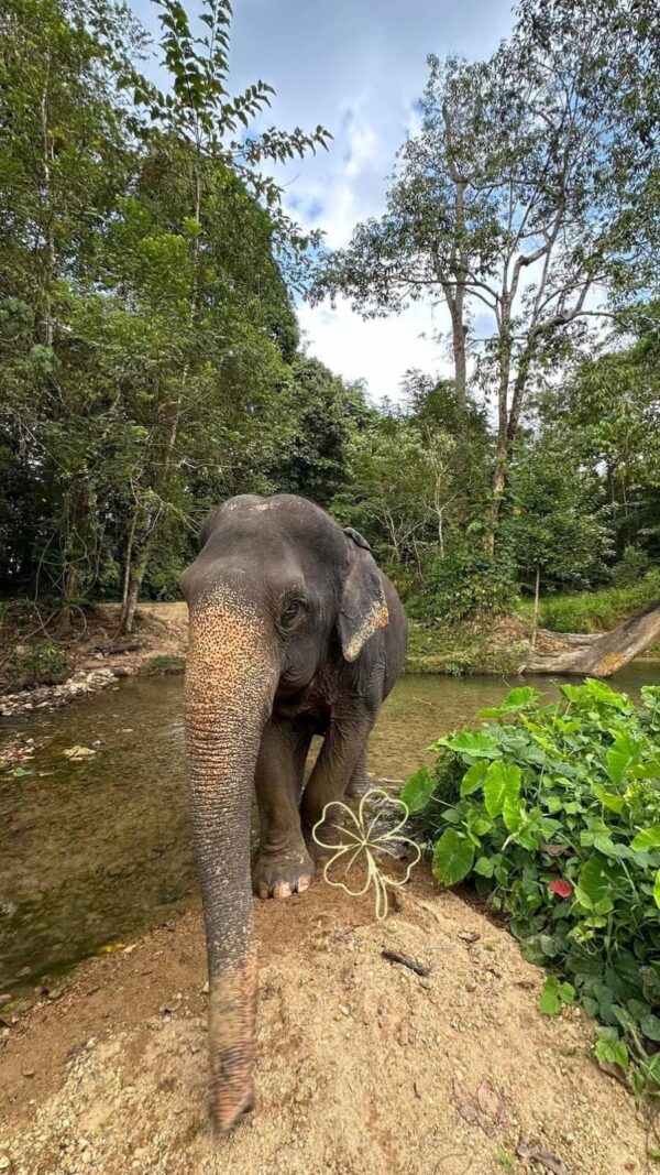 Thaise Olifant Flupi