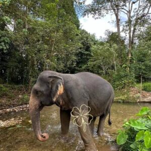Thaise Olifant Flapi