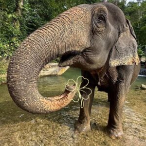 Thaise Olifant